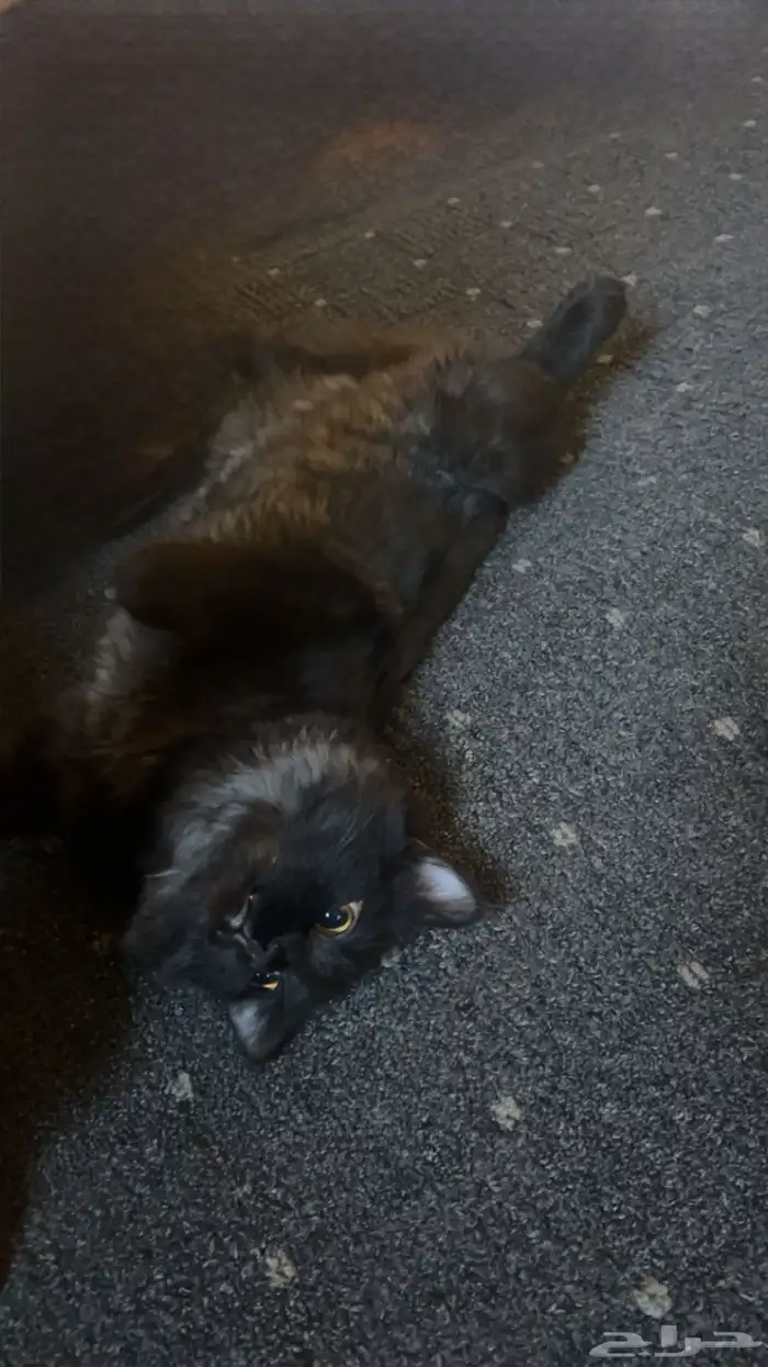 قط للتزاوج 0