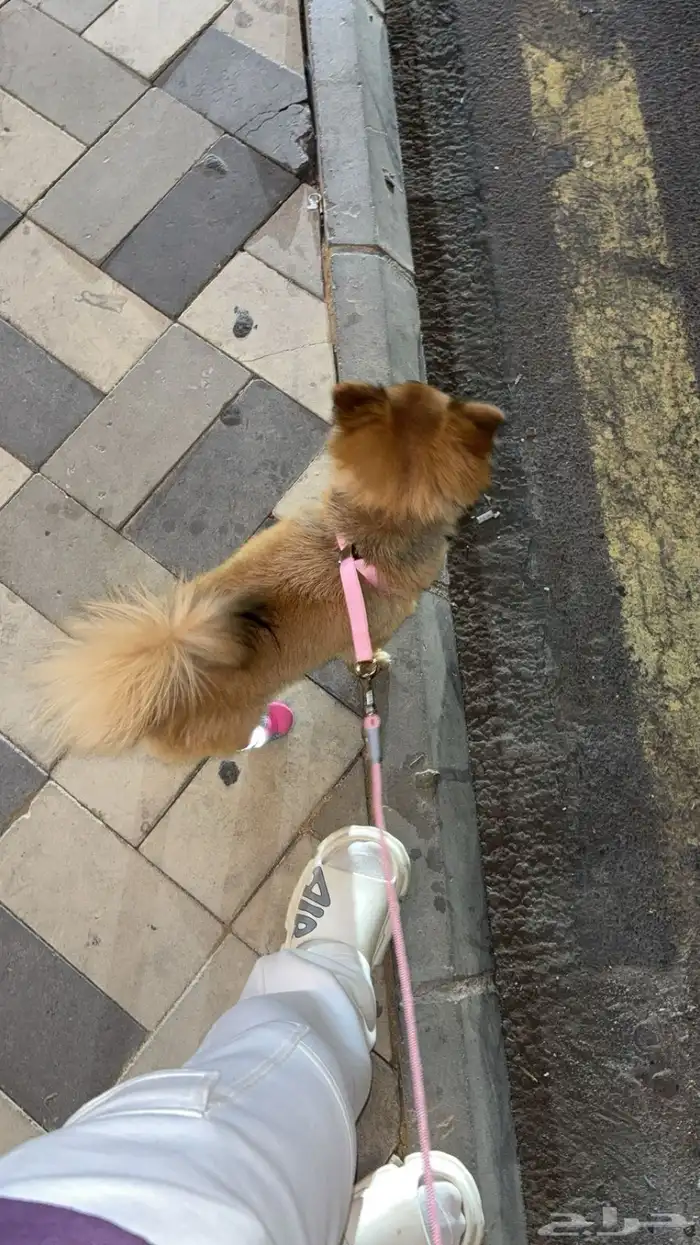 كلب بوبرمان 2