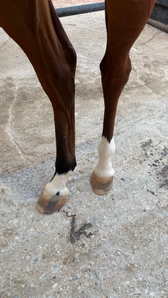 فرس حمراء للبيع 4