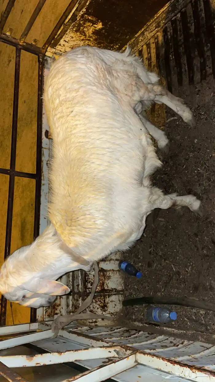 للبيع خروف 0