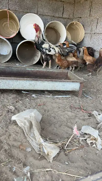 ديك فارسي السوم وصل 85 والحد 150 0