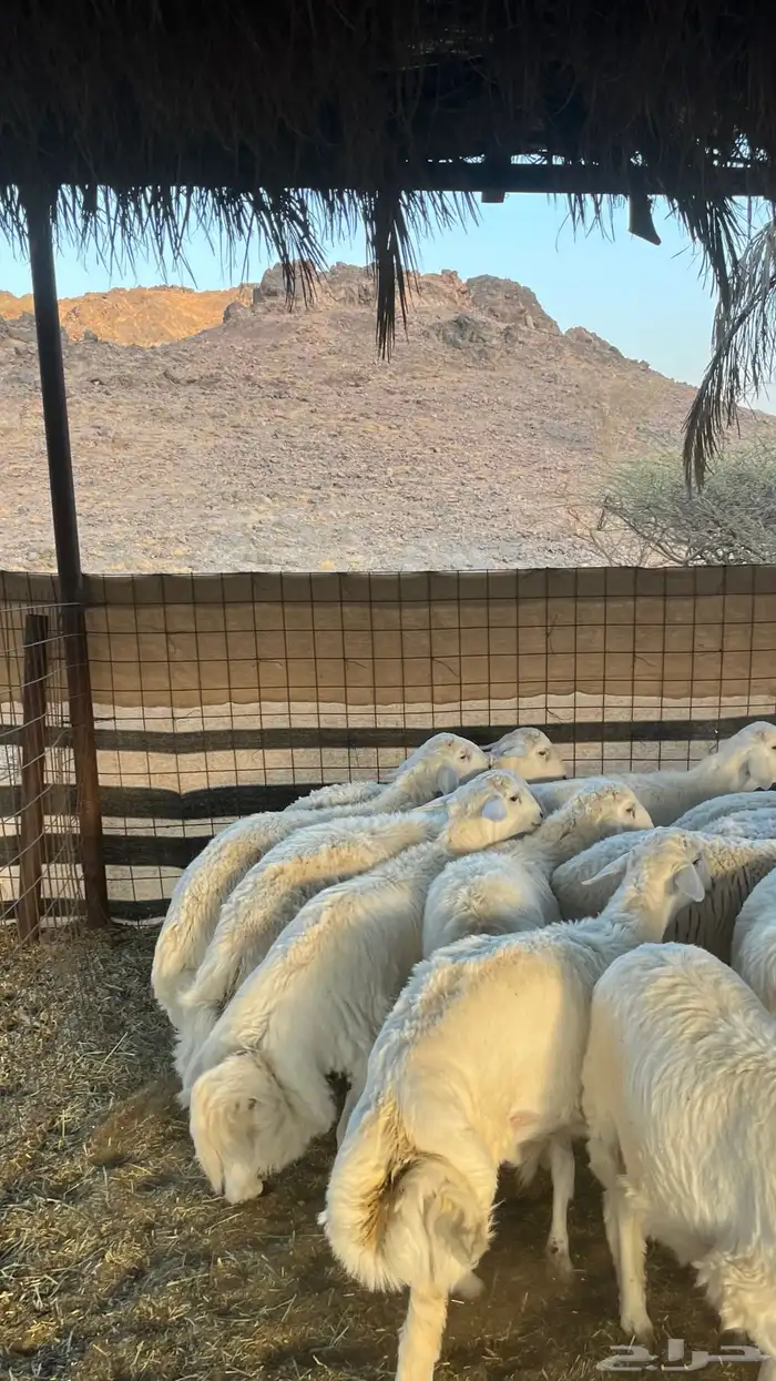 طليان حري ذبائح جادعان 2