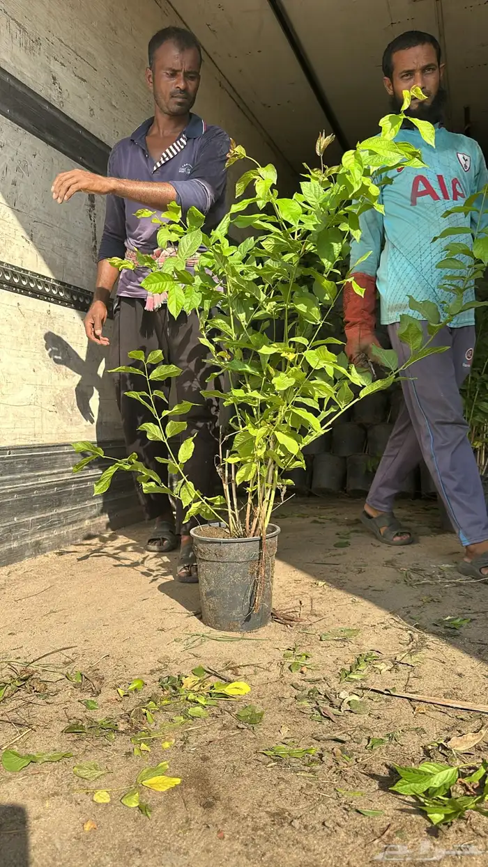 شتلات مانجو وتين رمان 9