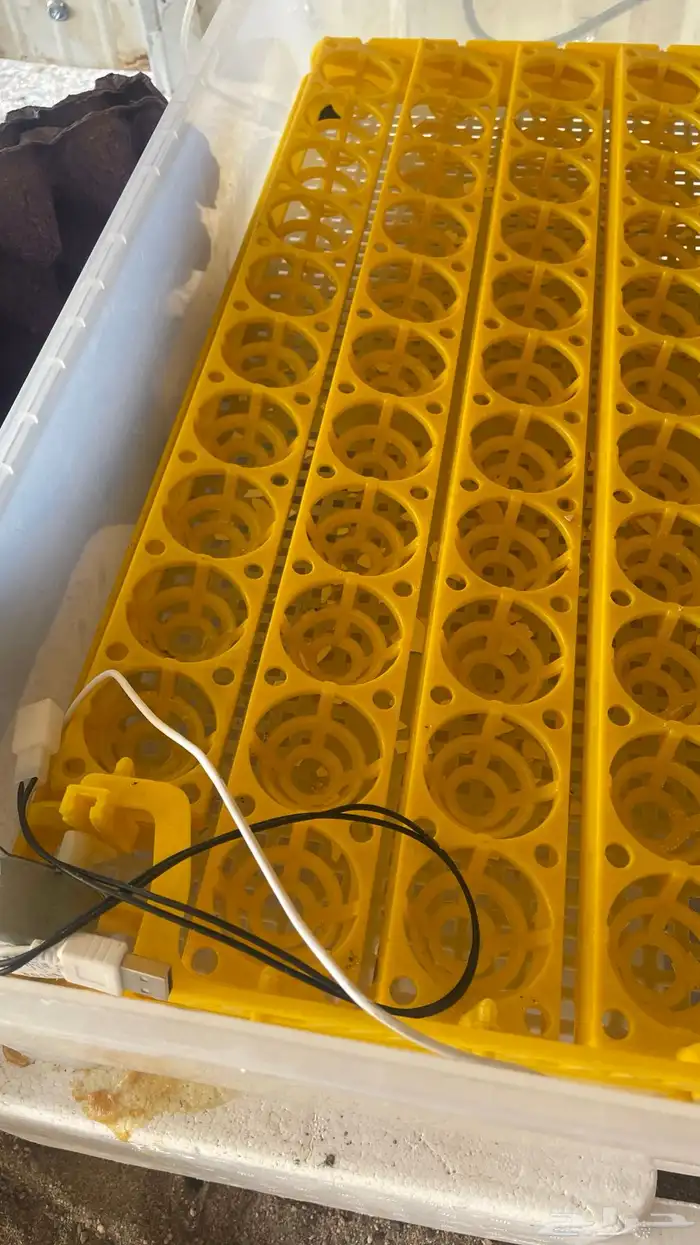 فقاسه عون المربي شبه جديده تاخذ 98 حبه 2