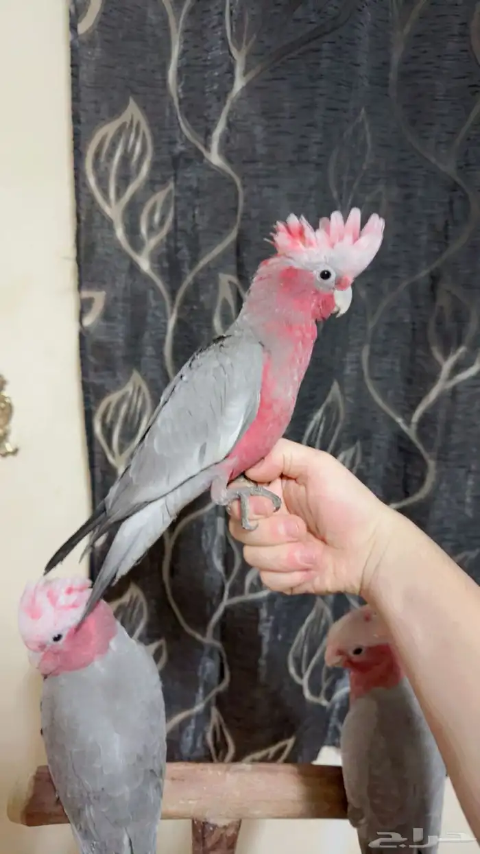 فروخ كوكاتو قالا تم البيع 3