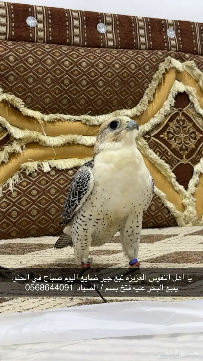 ضايع لي تبع جير من يجده يكلمني 0