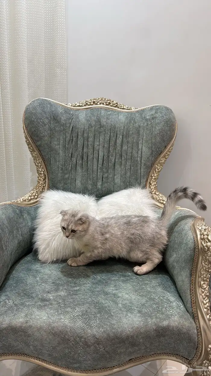 قطه للبيع سكوتش فولد العمر 7 شهور اليف جدا 3