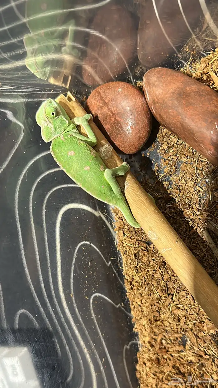 حرباء للبيع 0