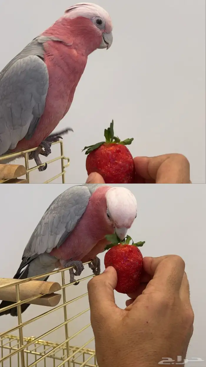 انثى كوكاتو قالا للبيع 2