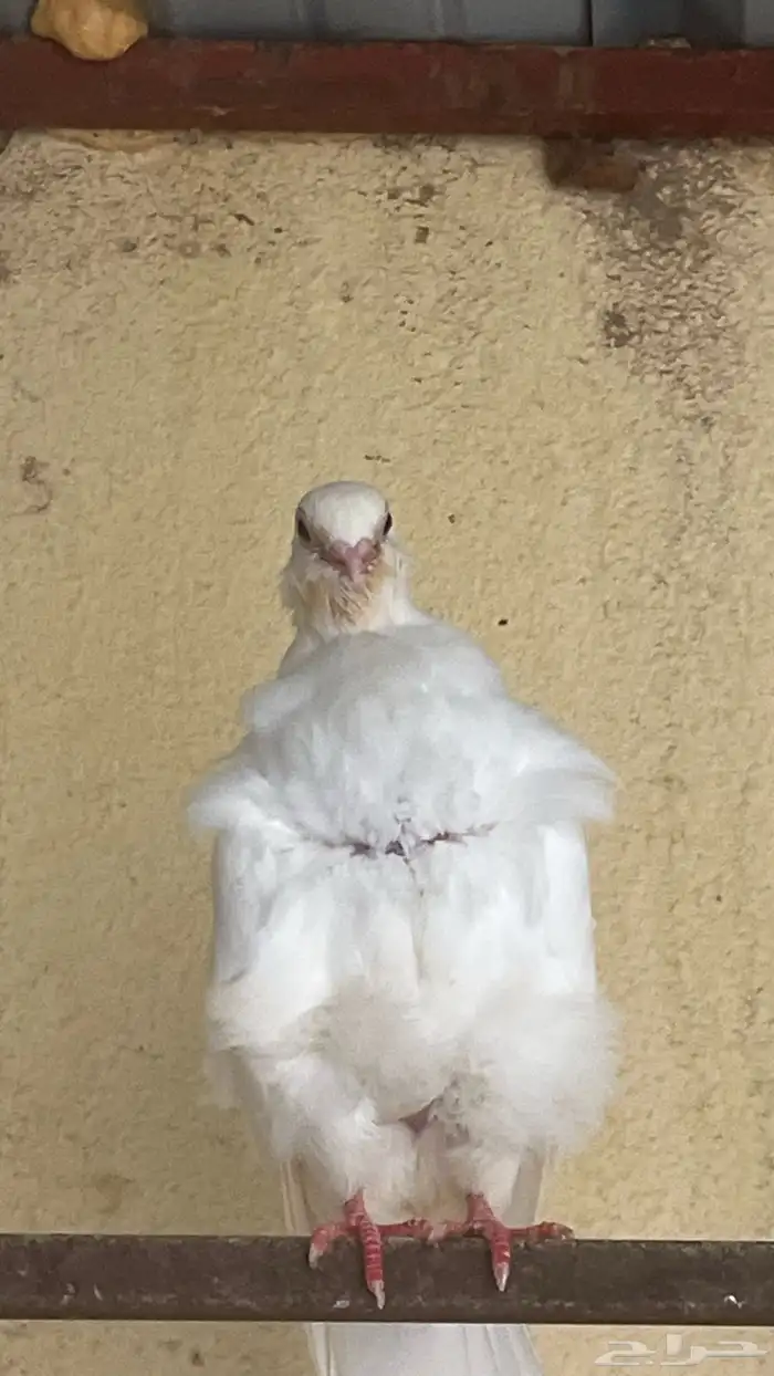 حمام زينه العدد 10 حبات ب90 ريال 4