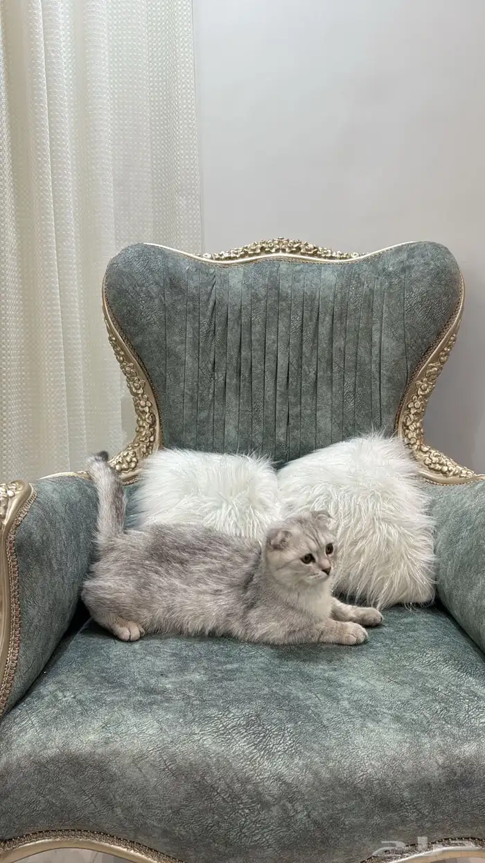 قطه للبيع سكوتش فولد العمر 7 شهور اليف جدا 4