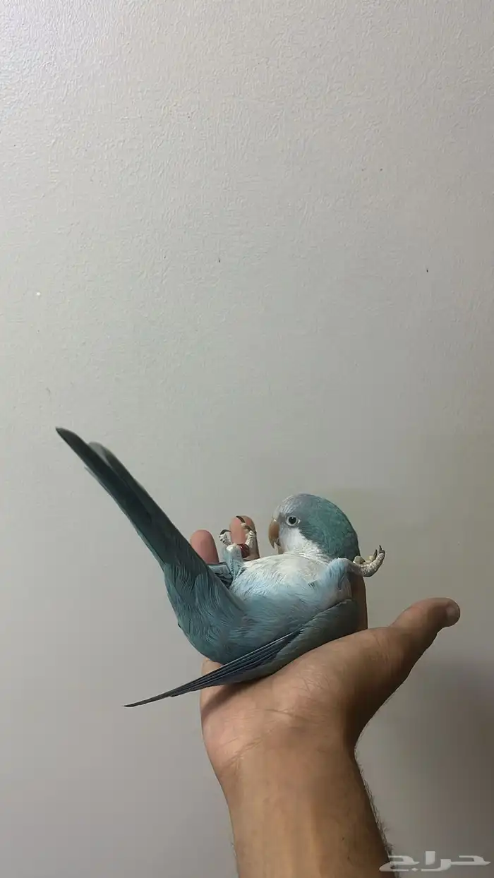 طيور كويكر أليفه ومتكلمه 3
