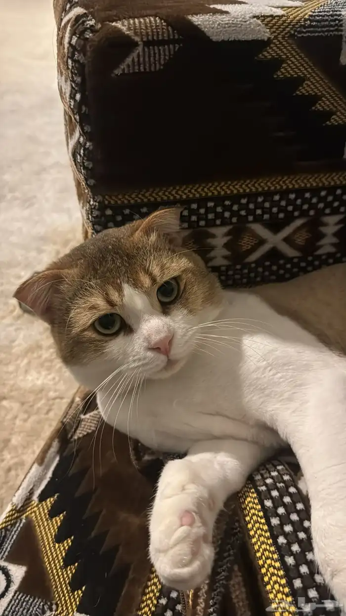 قطو سكوتش مهجن 2