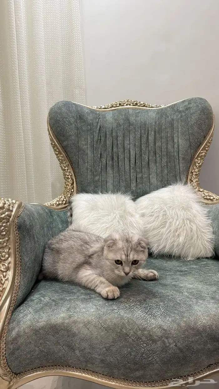 قطه للبيع سكوتش فولد العمر 7 شهور اليف جدا 0