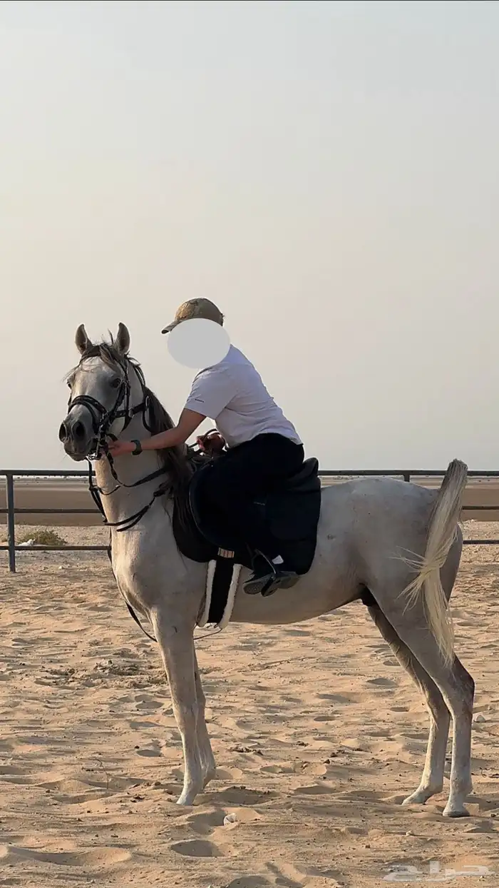 حصان شعبي فاخر وكفو 1