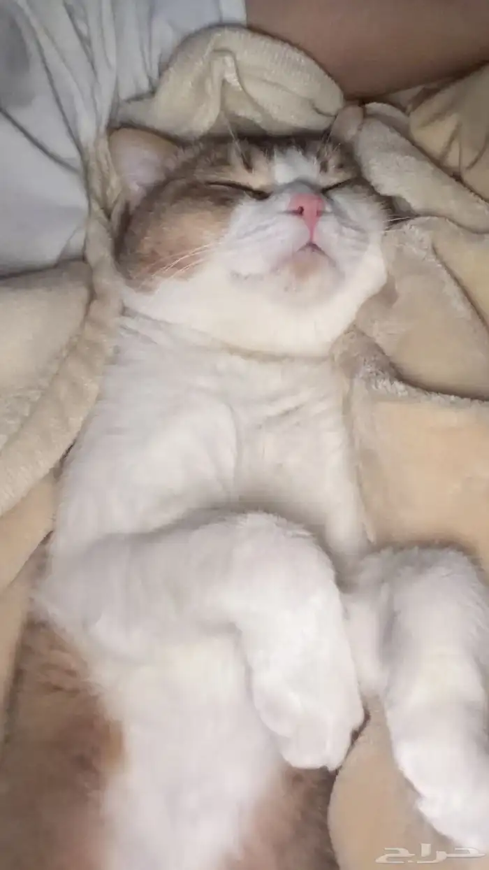 قطو سكوتش مهجن 0