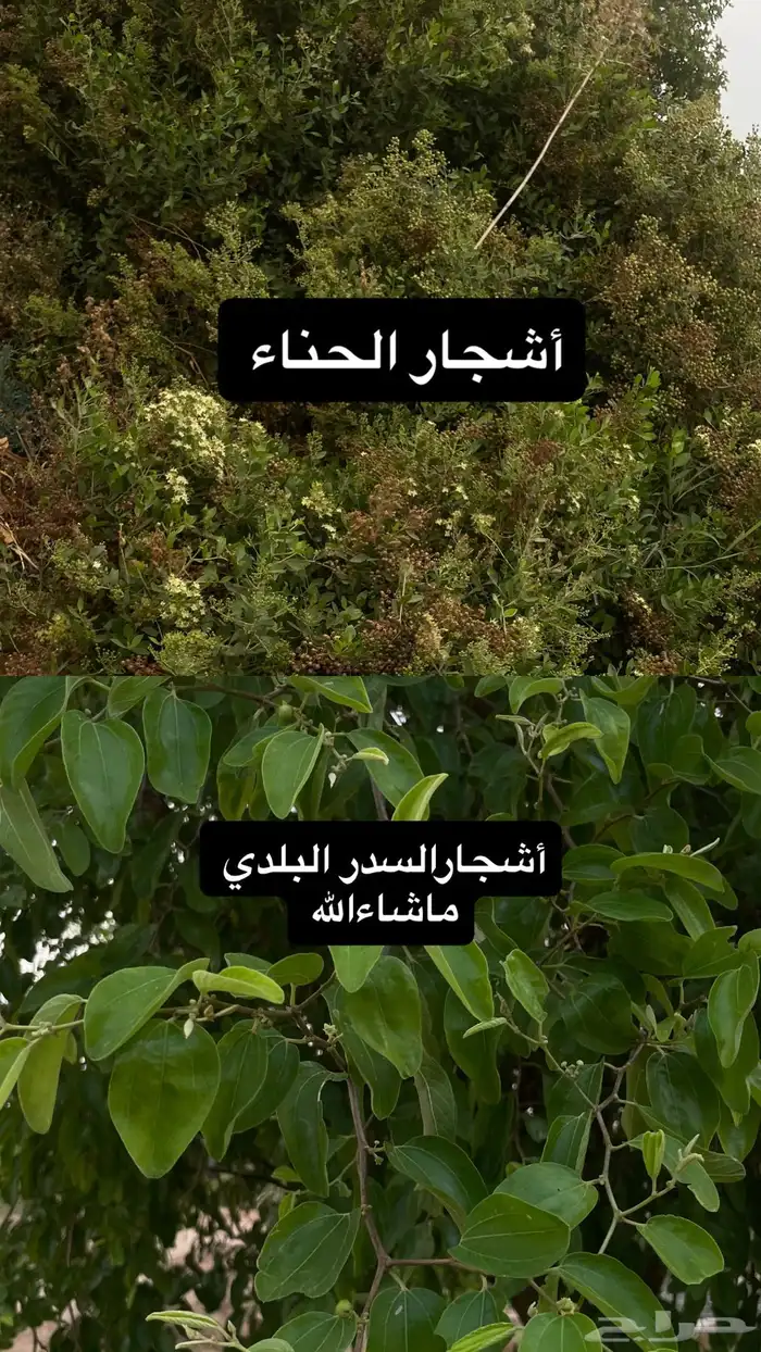 حناء عضوي منخول 0