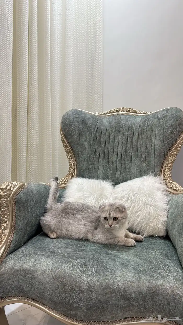 قطه للبيع سكوتش فولد العمر 7 شهور اليف جدا 2