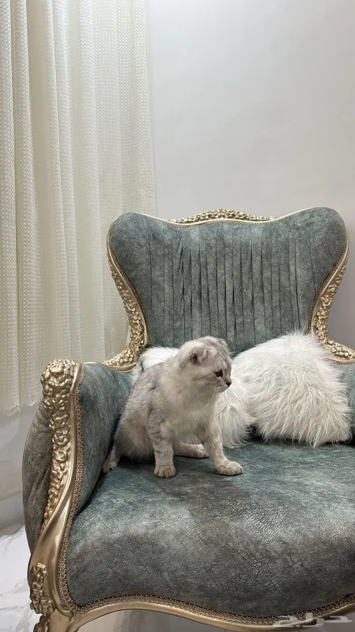 قطه للبيع سكوتش فولد العمر 7 شهور اليف جدا 1