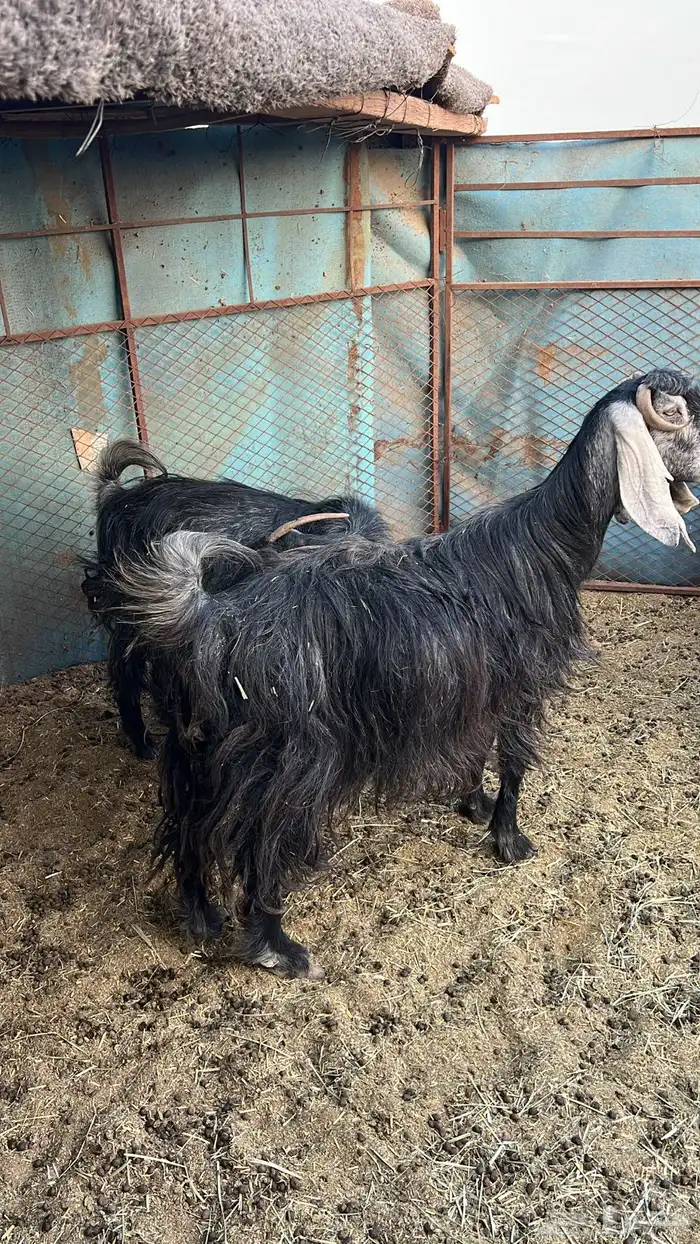 معزاء مضاريع 1