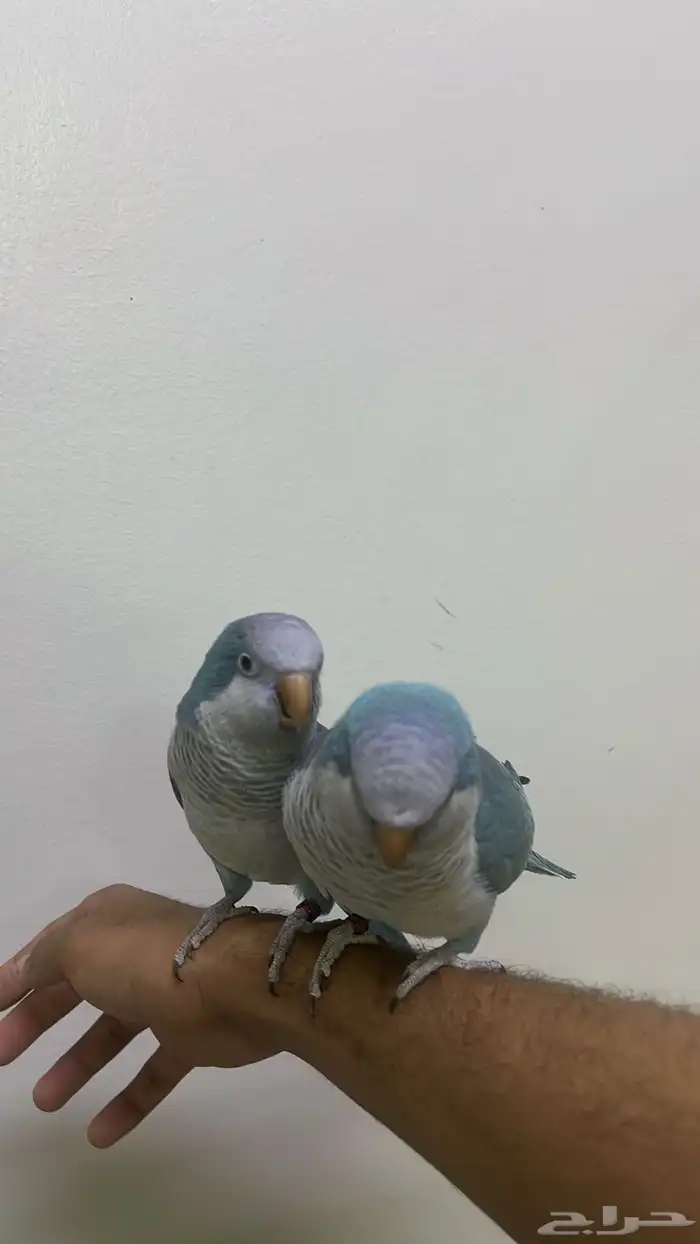 طيور كويكر أليفه ومتكلمه 0