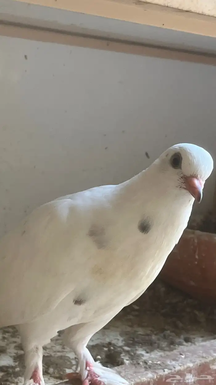 حمام زينه العدد 10 حبات ب90 ريال 5