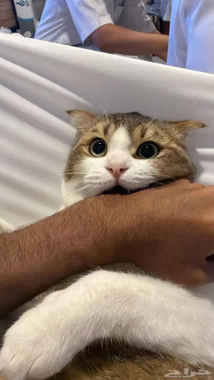 قطو سكوتش مهجن 1