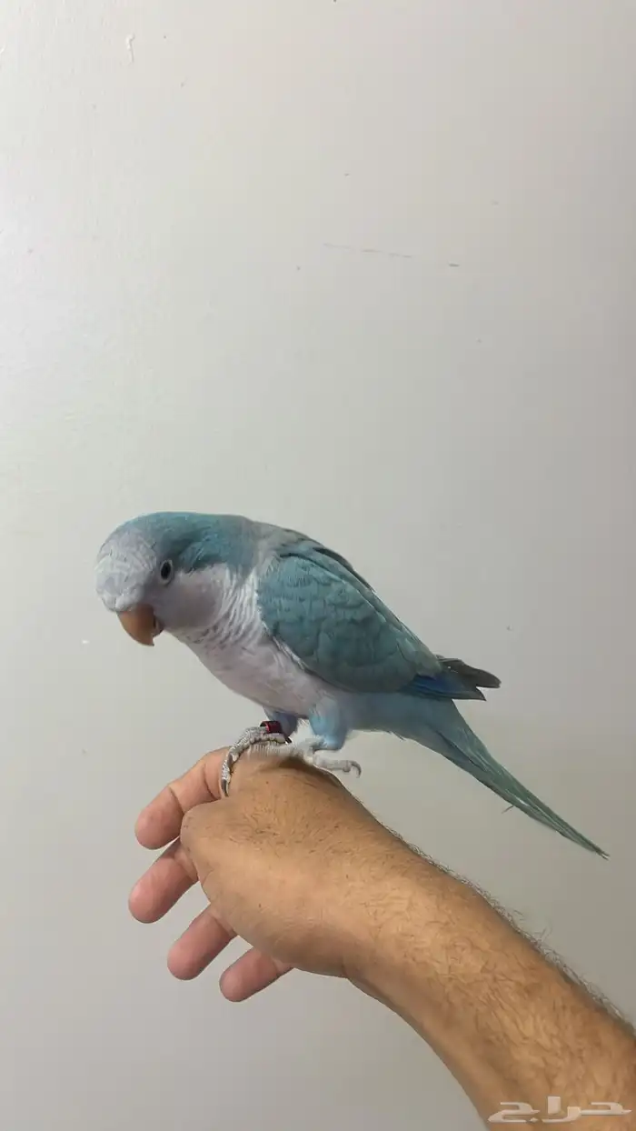 طيور كويكر أليفه ومتكلمه 2