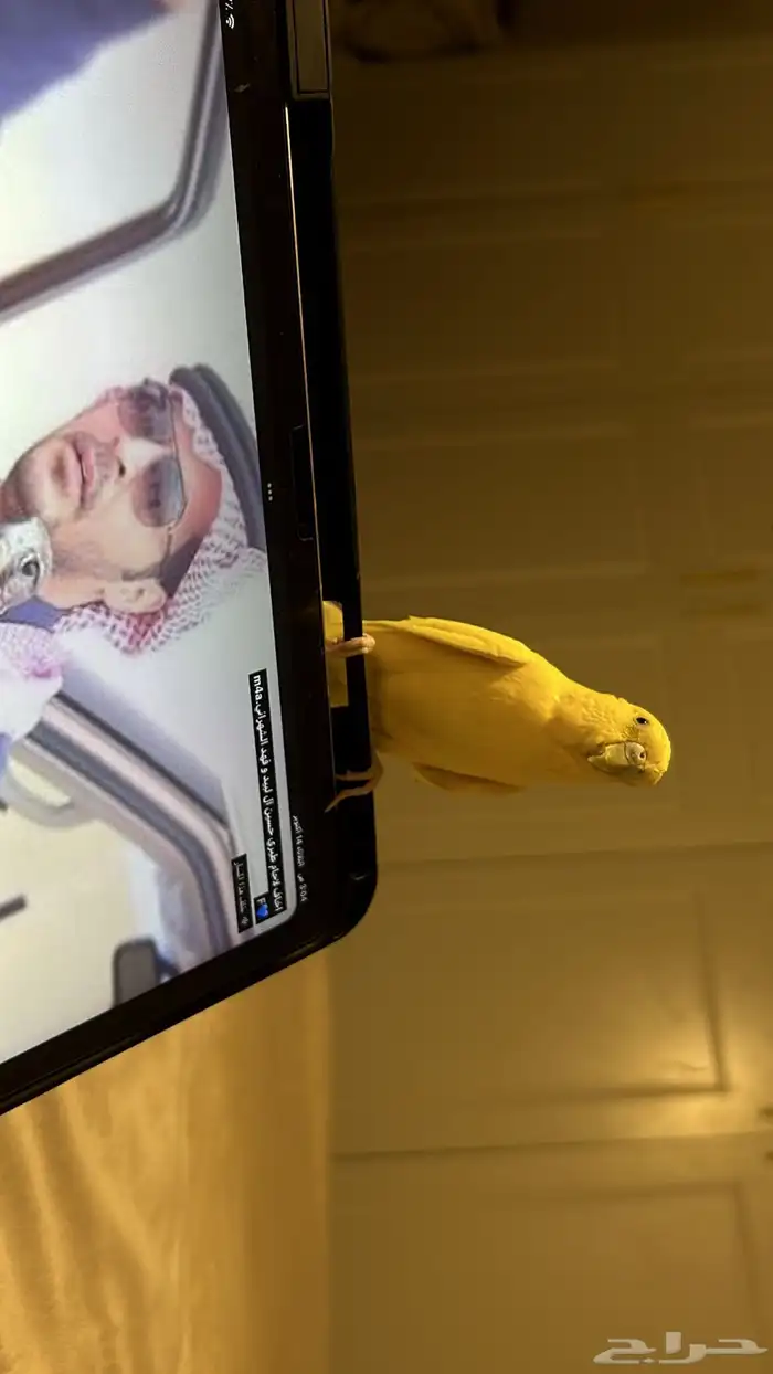 عصفور البادجي صحه سليمه يغرد واليف 1