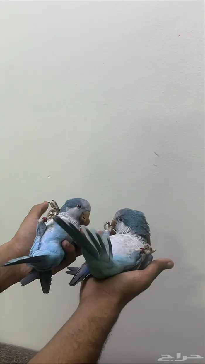 طيور كويكر أليفه ومتكلمه 1