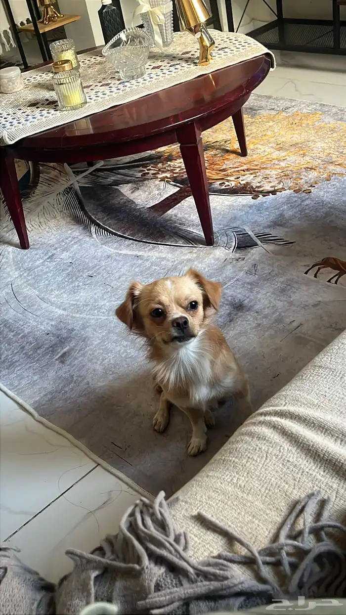 كلب شيواوا 1