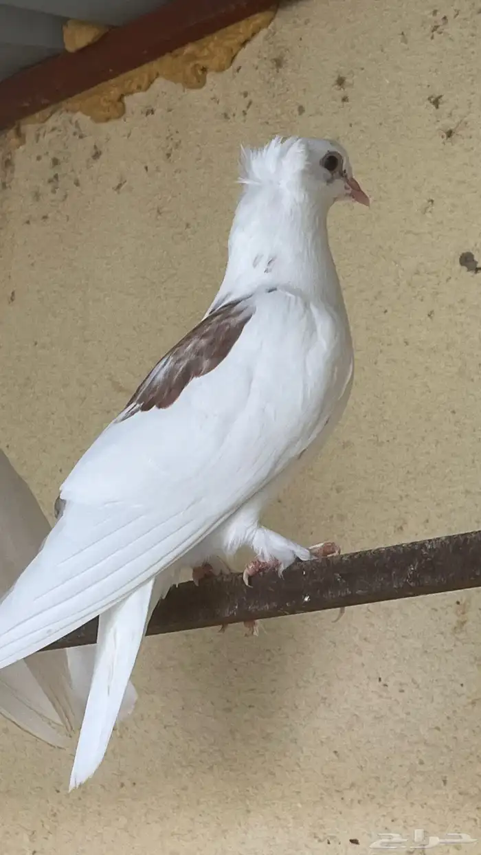 حمام زينه العدد 10 حبات ب90 ريال 1