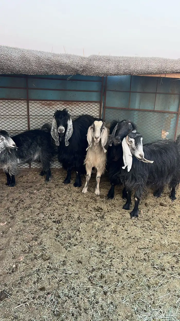 معزاء مضاريع 0