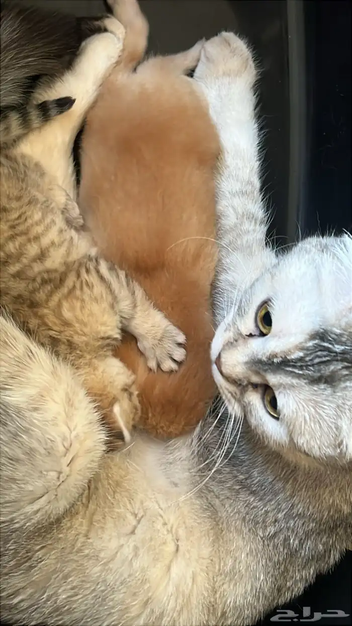 للبيع كتن سكوتش ستريت 0