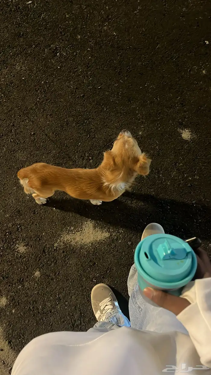 كلب شيواوا 0