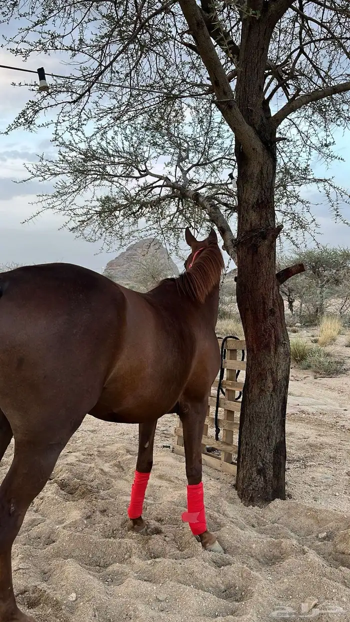 فرس كفو جدا 0