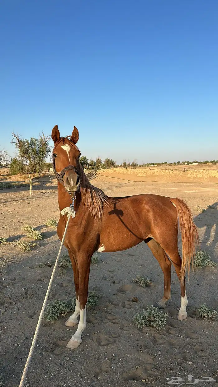 مهر شعبي الأب واهو 6