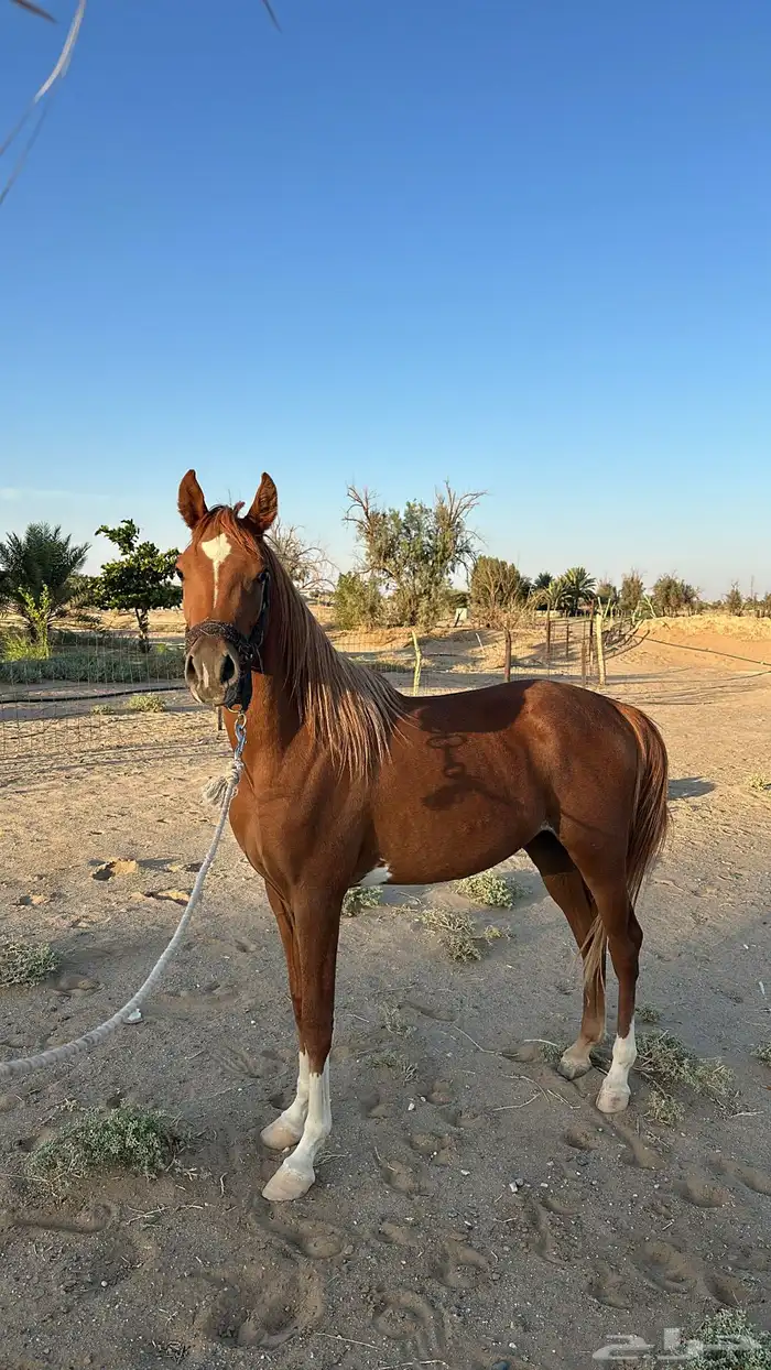 مهر شعبي الأب واهو 7