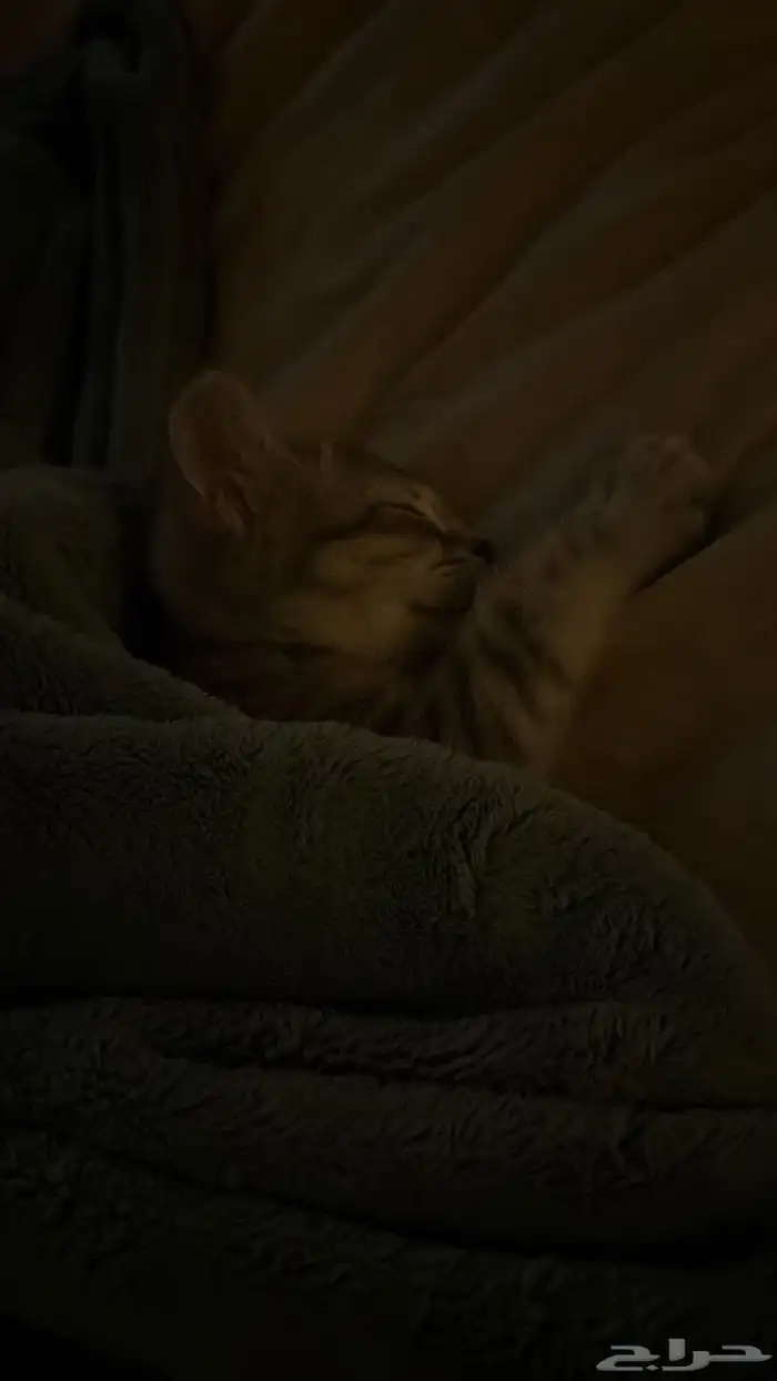 قطه صغيره للبيع 3