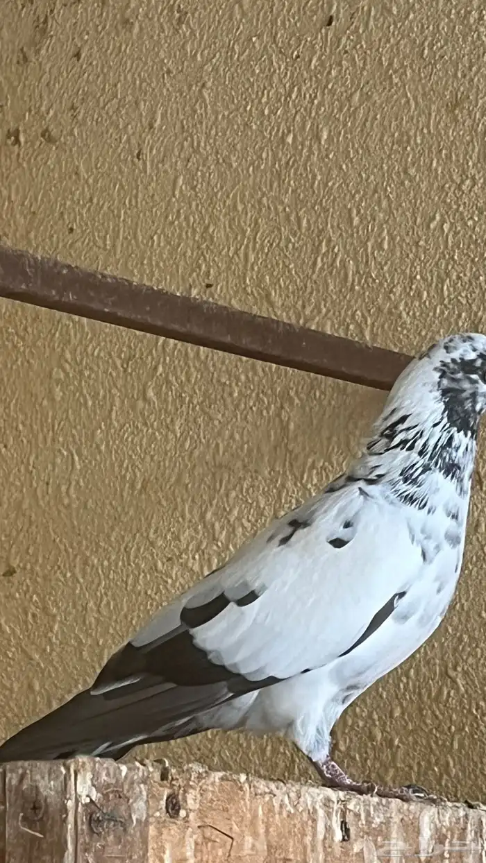 حمام زينه العدد 10 حبات ب90 ريال 6