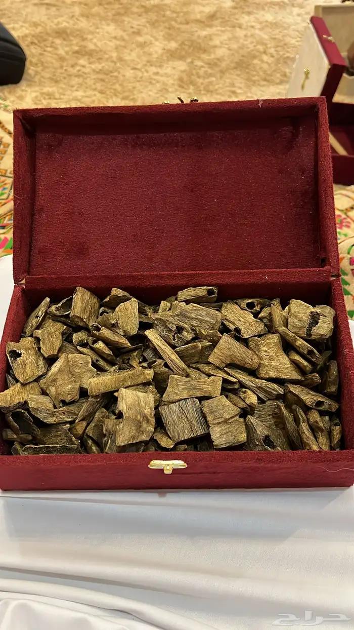 عود كينامي طبيعي مستزرع 1