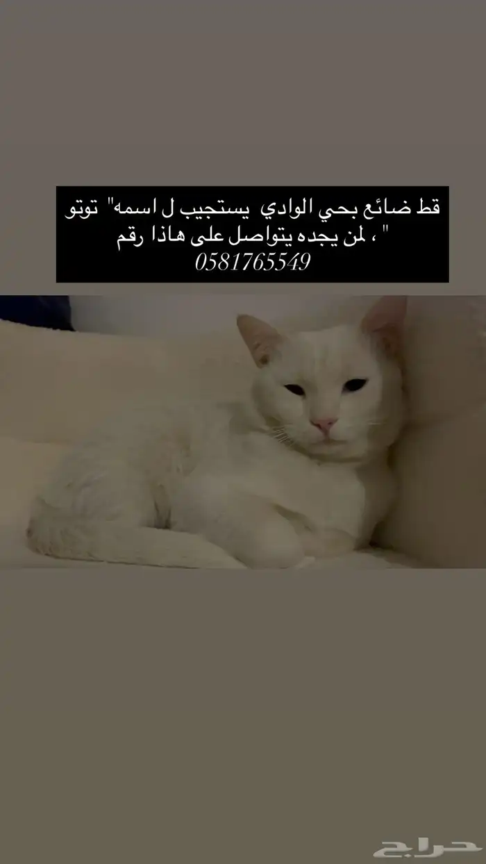 قط ضائع 0