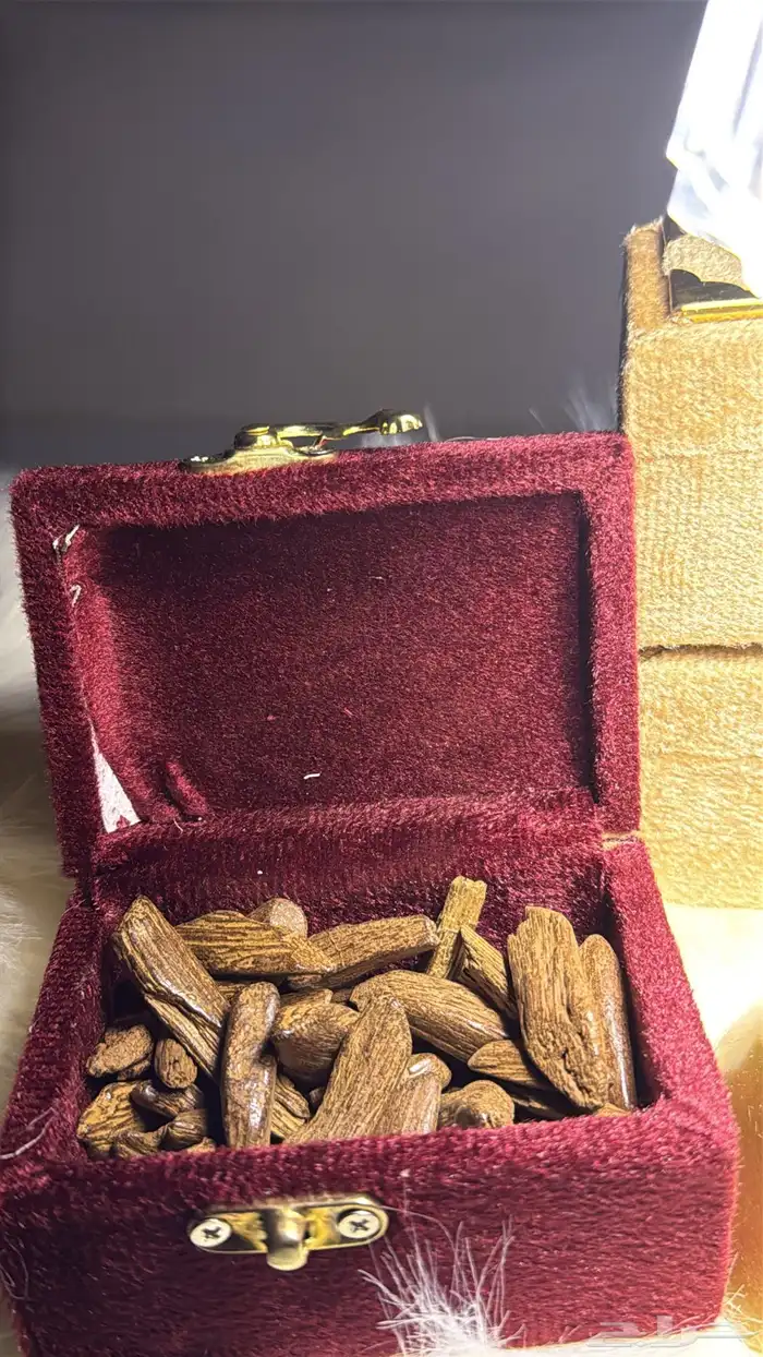 عود كفو وبطل 3