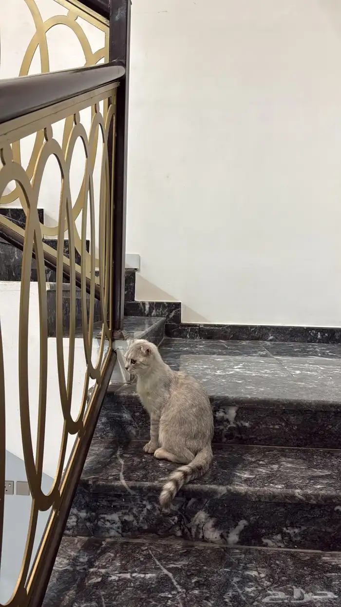 قطه للبيع سكوتش فولد العمر 7 شهور اليف جدا 5