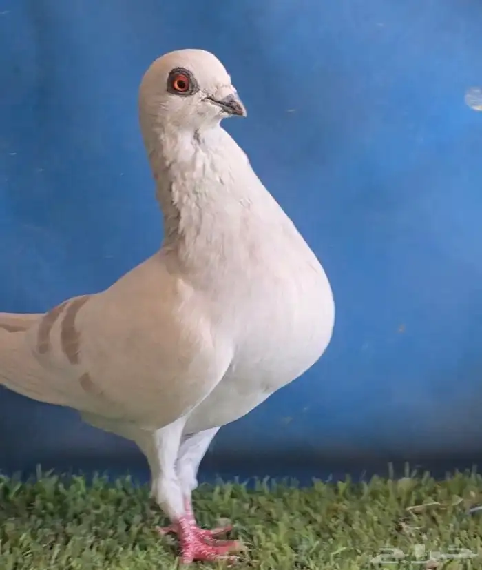 جووز بوز احمر بكحله مع انتاجه 4