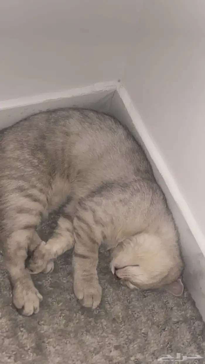 قطه للبيع سكوتش فولد العمر 7 شهور اليف جدا 6