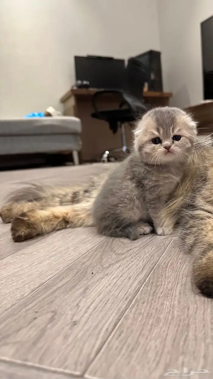 سكوتش فولد (مستوى جدا  قوي  ) 1