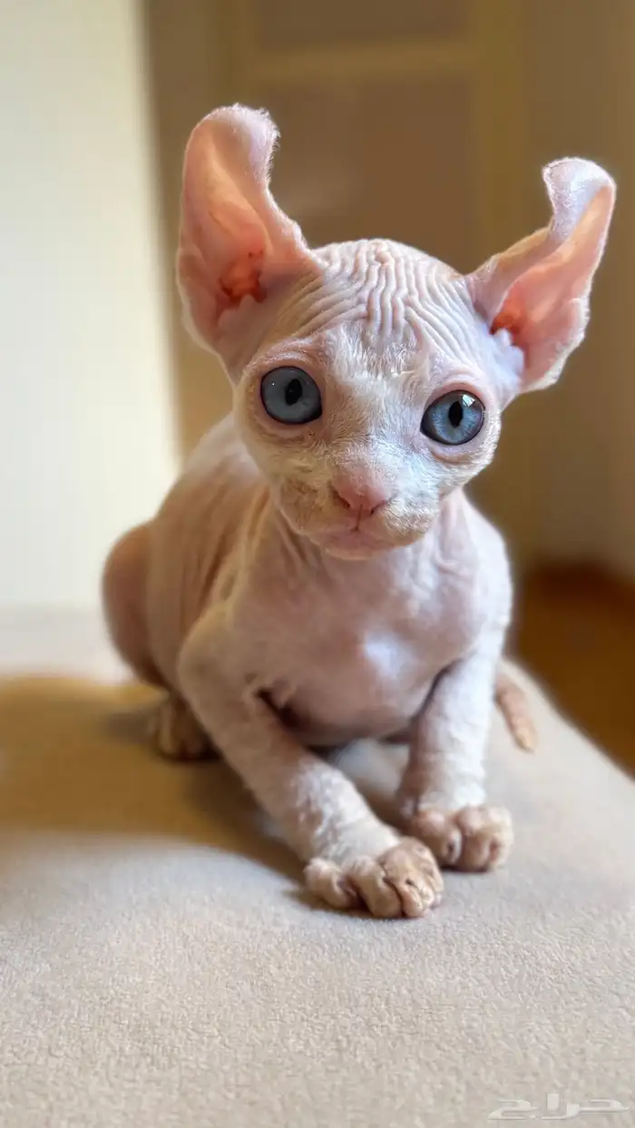 للبيع قطط فرعونيه سفينكس ذكر وأنثى عمر شهرين 4