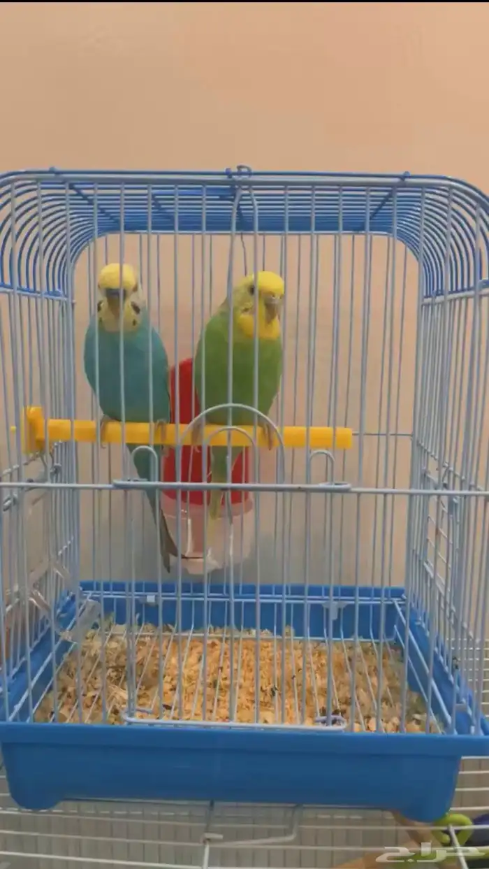 فندق للحيونات الاليفه 8