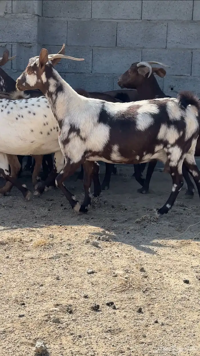 معزا دفيع قرايب تم البيع 3